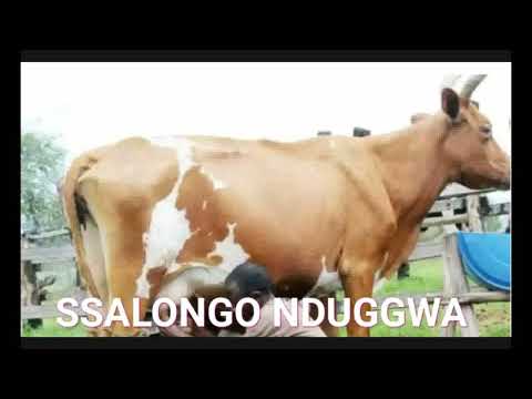 Okuloota Ente, muwogo wamu n'ebinya kyeki.