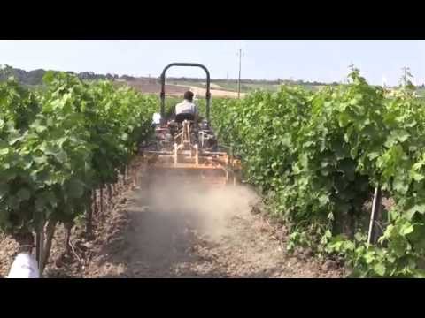 Vigneto lavorazioni interfilare e lungo la fila - Orizzonti