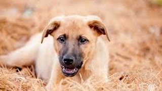 Territorial Dog: Obedience Training