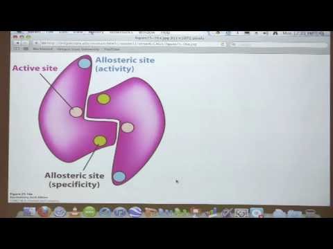 Kevin Ahern's Bite-Sized Biochemistry #40 - Nucleotide Metabolism II