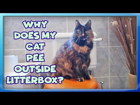Why Won't My Cat Use The Litter Box? Most Common Litter Box Problems and How To Solve Them