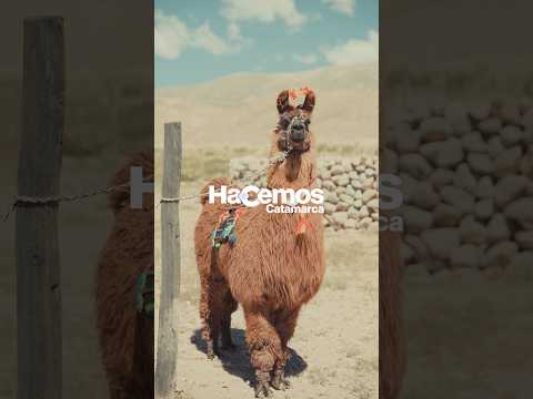 Laguna Blanca celebró una nueva edición de la Feria Ganadera “La Chimpiada”