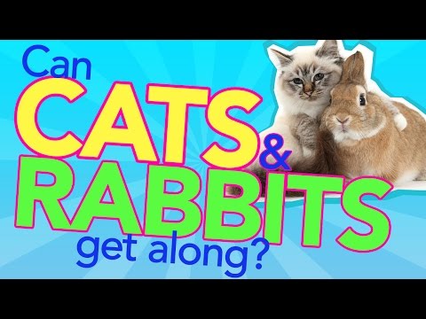 Can Cats And Rabbits Get Along?