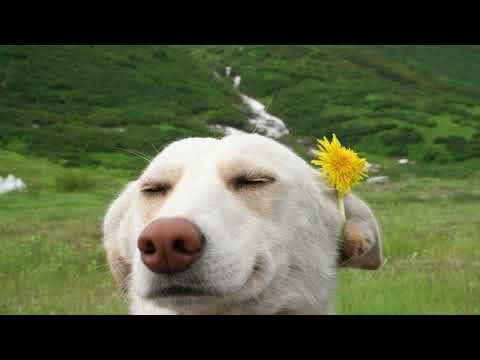 Delaney Bailey - j's lullaby (darlin' i'd wait for you) [1H]+[rain]