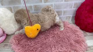 ハーフ犬の動画01