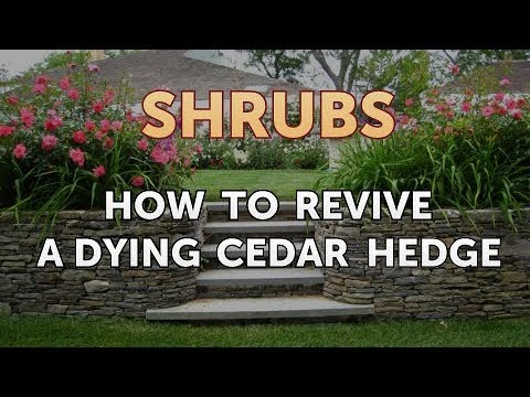 How to Prune a Bottlebrush Shrub