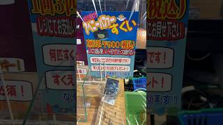 【熱帯魚】アベニーパファーすくい🐡#shorts #熱帯魚 #アクアリウム #アベニーパファー #ひごペット #フグ