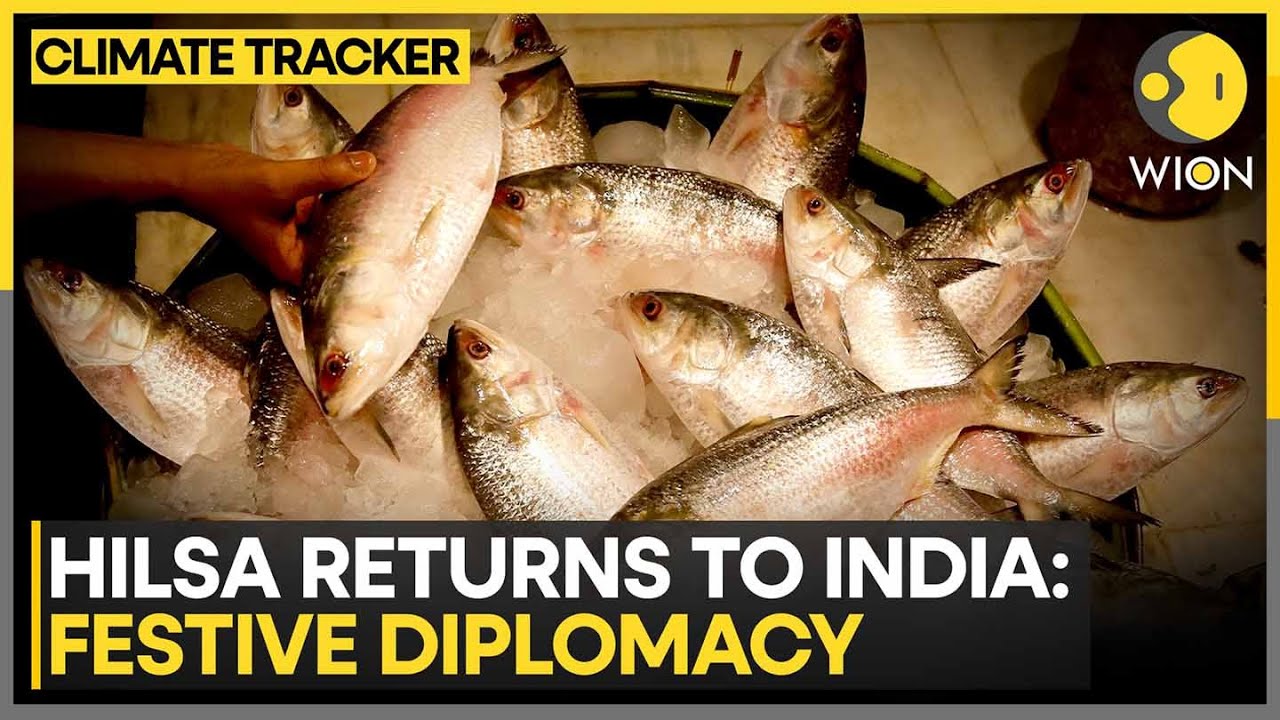 Bangladesh Allows 1200 Tonnes Of Hilsa Export To India Ahead Of Durga Puja | WION Climate Tracker