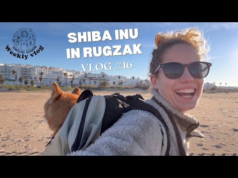 Aiko heeft last van zijn pootje. Eerste wandeling in de rugzak! | #16