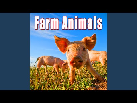 Several Pigs Unhappily Squealing and Grunting