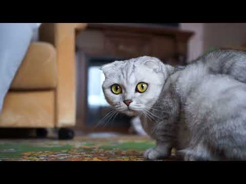 #funnycats #cutecat #cats @ANGEL.APEKSHA