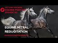 EP 162 Mitral Regurgitation In Horses Causes Signs Management Pet Care Partners