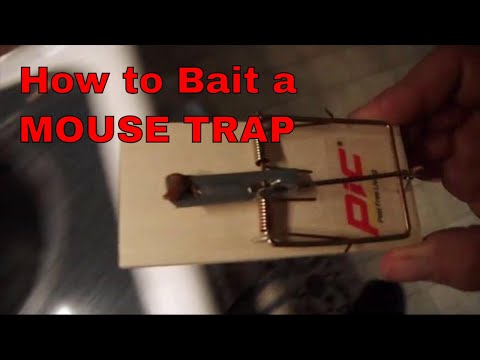 How to set a mouse trap