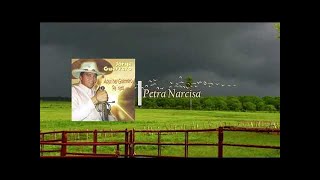 Petra Narcisa Lyrics English Translation