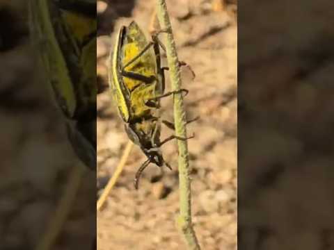 EL ARQUITECTO DEL DESIERTO FLORIDO 🌼🌸🌺🐜🐛#shorts