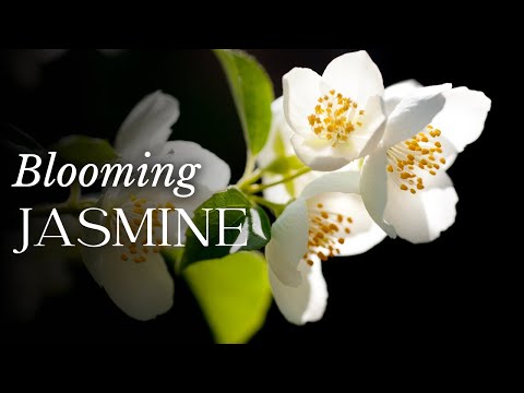 दुनिया भर में मशहूर सुगंधित चमेली: सुंदरता, इतिहास और अद्भुत आकर्षण की कहानी