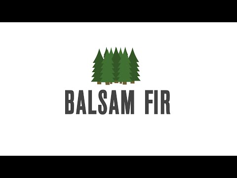Balsam Fir