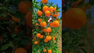 Download lagu China's Most Delicious Fruits 🍑🍊🍍 mp3