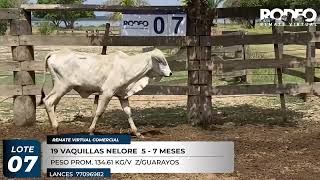 LOTE 7