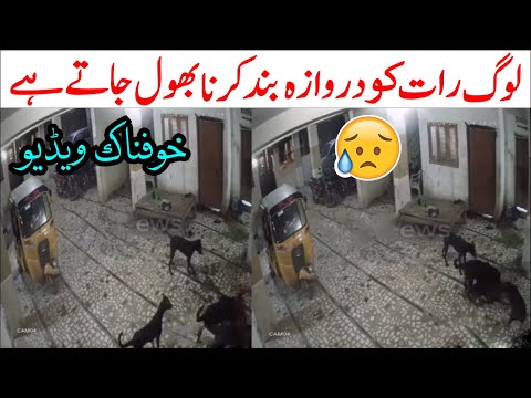 Leopard Enters Home to Hunt Pet Dog | Green