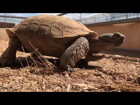 Three-Legged Desert Tortoise in Arizona Gets Forever Home
