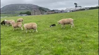 Download lagu LOT 113 - RUFUS PT 1 - 30/8/23 TIMED INTERNET AUCTION OF WORKING SHEEPDOGS mp3