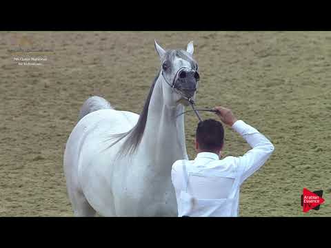N.285 D DAFFER - 2019 Qatar Individuals - Stallions 7 to 10 Years Old (Class 11) .mp4