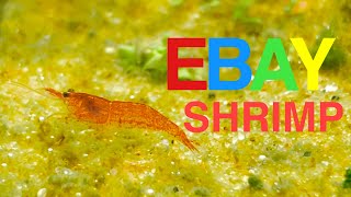 Ordering Live Shrimp From EBay