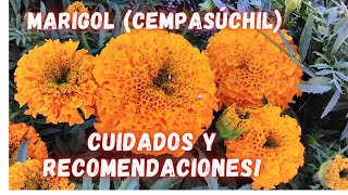 Marigold Care Tips to Make Them Last a Long Time | Flowers | Gardens