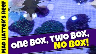 One Box, Two Box, No Box!