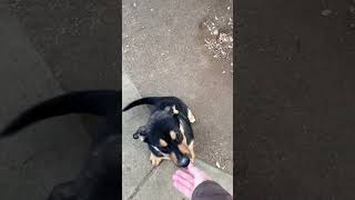 Video preview image #1 Gerberian Shepsky Puppy For Sale in Corona, CA, USA