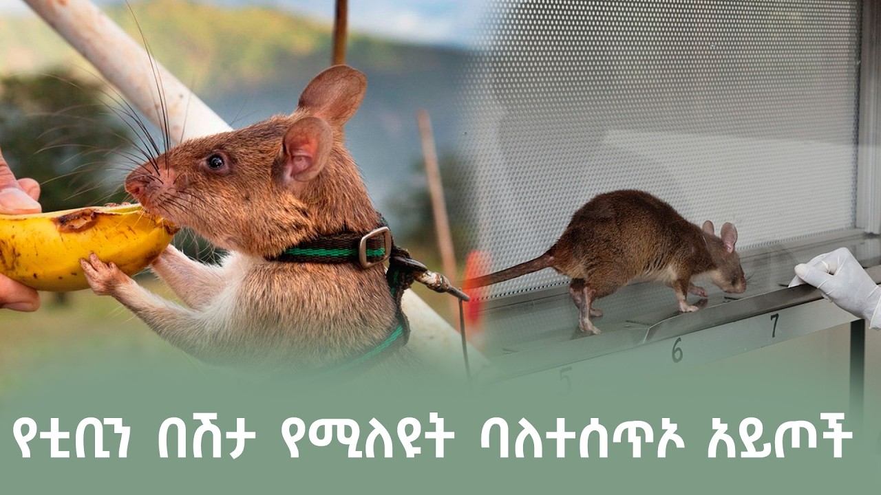 ከታንዛኒያ የስልጠና ማዕከል ተነስተው ለእያንዳንዳቸውም 5 ሺህ የአሜሪካን ዶላር ወጥ?