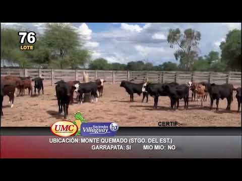 Lote 80 Terneros/as en Monte Quemado, Santiago del Estero