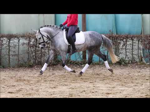 Stute v. Strahlemann 1,46m