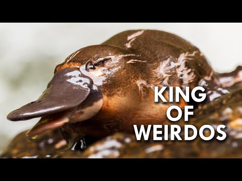 Nature Lesson: Facts about the Weird & Wonderful Platypus