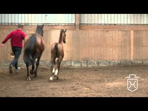 HEI190 Stutfohlen von Connor   Contender   Lord