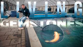 Inside America’s Largest Koi Farm: How These Fish Became Living Art | PARAGRAPHIC