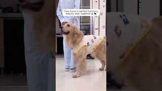 Is this the most talented Golden Retriever ever? 🐶🌟#dog #doglove #shorts