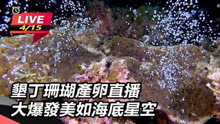 墾丁珊瑚產卵直播 大爆發美如海底星空