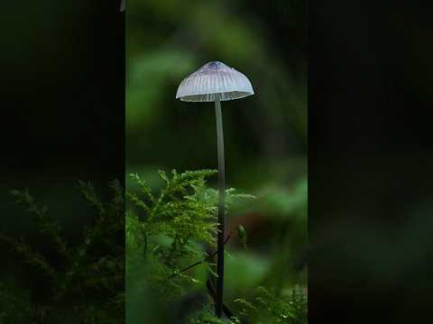 Some of my Favourite Mushroom Photos 🍄