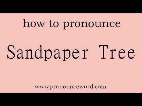 Sandpaper Tree. How to pronounce Sandpaper Tree in english (correct!). Start with S. Learn from me