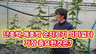 원없이 따먹는 미니밤단호박,애호박 순지르기 의미없다 가장 중요한것은?  단호박,애호박 순치기,적심,재배방법,…