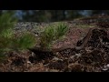 Smooth Snake In It S Natural Habitat Coronella Austriaca 1Of2