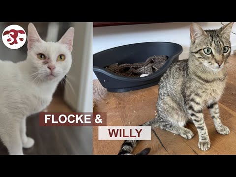 Flocke  und Willy – Energie, Liebe und Abenteuer garantiert