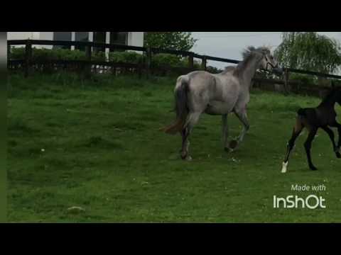 Hengstfohlen v. Kannan x Lux Z