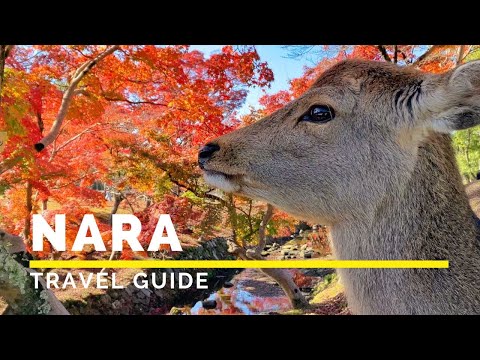 NARA, JAPAN Travel Guide | Happy Trip
