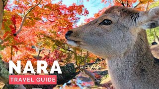 NARA, JAPAN Travel Guide | Happy Trip