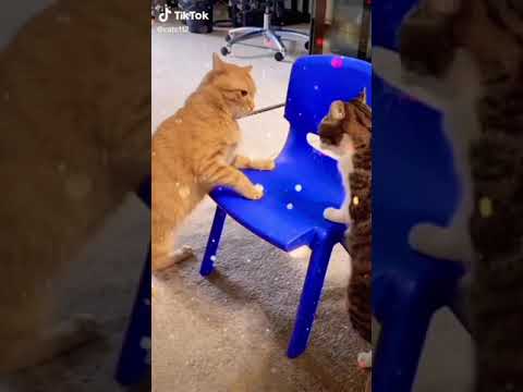 beautiful cats....😍😍❤️❤️😍😍😍🌺🌺🌸😍❤️❤️😍❤️❤️❤️❤️❤️🌸🌸