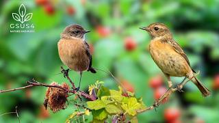 Download lagu Bird Sounds: Gentle Nature Melodies for Sleep, Study& Stress Reduction | Calming Forest Bird Sounds mp3