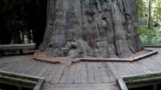 preview picture of video 'Founders Tree in Humbolt State Park  - Huge Redwood!'